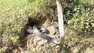 Girl catching the cobra king