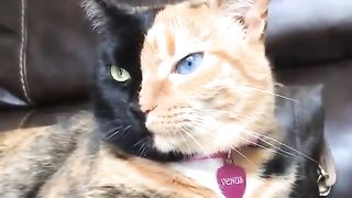 cute Cat