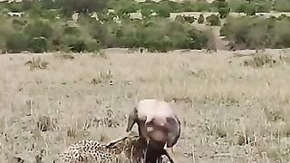 Crazy moment antelope against the cheetah and hyena predator alliance