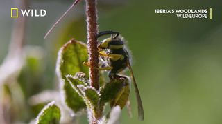 Praying Mantis Vs Wasp | Wild Europe | National Geographic Wild