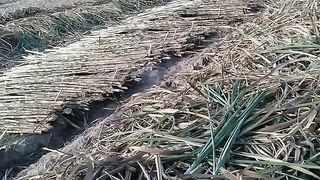 Make sugar beautiful video