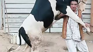 Bull ???? video interesting ???? and funny ???? video