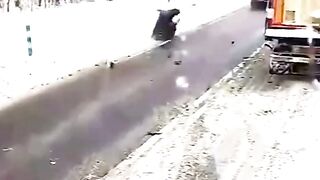 A moose was hit by a car but miraculously survived.