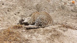 Leopard and Hyena Break Warthog Apart While Still Alive | Latest Sightings