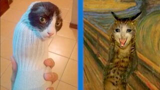 BEST CAT MEMES COMPILATION OF 2020 PART 32 (FUNNY CATS)