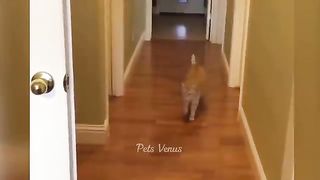 New Funny Animals ???? Funniest Cats and Dogs 2023 ????????
