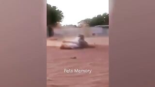 Funniest Animals 2023 ???????? New Funny Cats and Dogs ????????