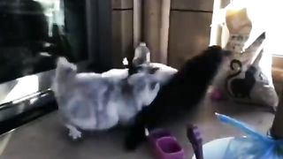 Cat Fight Compilation