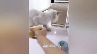 Funniest Animals ???? New Funny Cats and Dogs Videos ????????