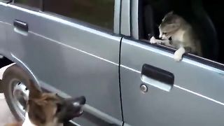 Angry Cats VS Dogs Funny Compilation