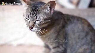 Cute little animals - Dog, cat, chicken, elephant, cow, tortoise - Animal sounds