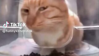 Chat ????