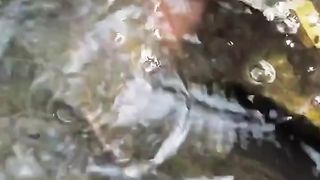 Catch Fish ????