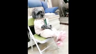 Hilarious Antics: Adorable Cats and Dogs!!