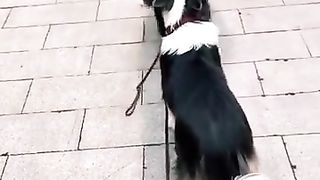 The dog is wonderfully trained to give the leash to its owner