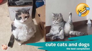Funniest Cat And Dog Funny Animal Videos Compilation I Cats And Dogs #5
