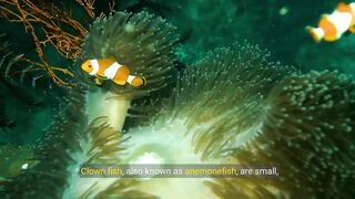 Facts About Clown Fish