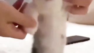cute cat funny - part 16