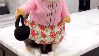 just funny cat !! talk at you !!