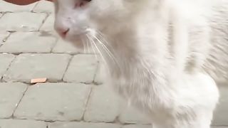 The Story of a Tripod Cat that bonded with a human who Saved it from death in the Street