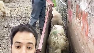 اغرب خروف !