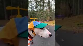 Funny cats and dogs compilation ! awesome !