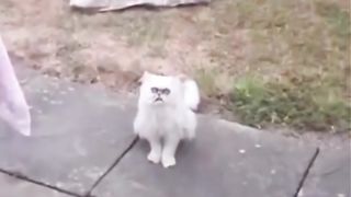 Freaking cat