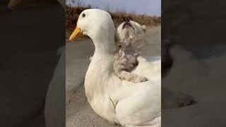 funny dog and duck ! it's a joke!