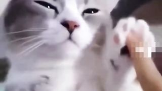 FANNY CAT Hilarious cute