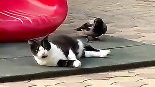 Funny animals 2023???? - Funniest Cats and Dogs Video????????