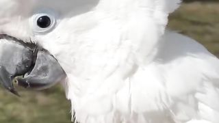 burung berbicara ????