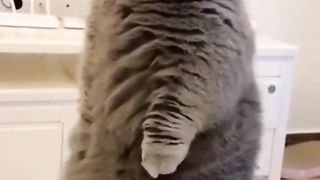 Hilarious cats moments !!
