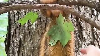 awesome funny squirrel !!