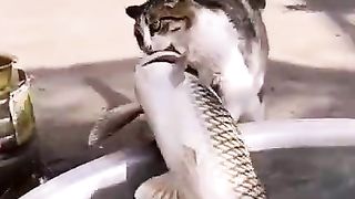 funny cat want eat a big fish !