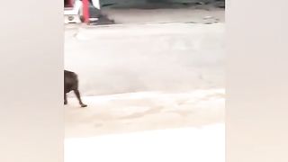 News Funny Videos Cutes Cats and Dogs