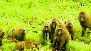 Baboon wrapped around a python