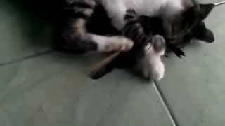 the cat is playing