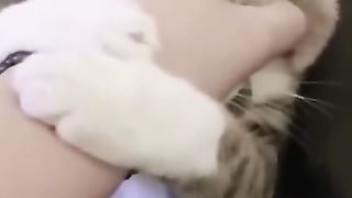 Funny Animal Videos 2022 funny dogs funny cats