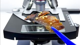 Would you still eat eel sushi after seeing it magnified 1000 times?#microscope #undermicroscope #fyp #tiktok