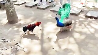 Pertarungan AYAM VS MERAK