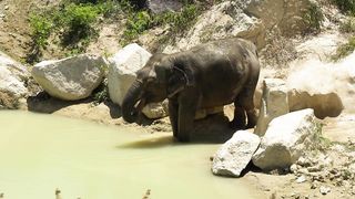 Elephant drinking water