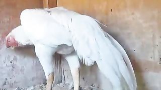 The white is white ll white is not black