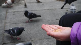 Person feeding birds with his hand on the street