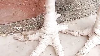 How do farm raise chickens