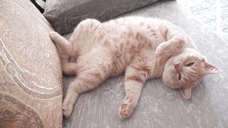 Cute Purring Cat (ASMR)