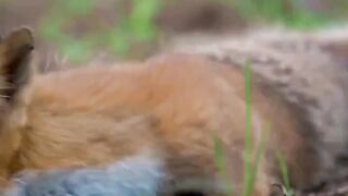 #National_Geographic_Sweetheart