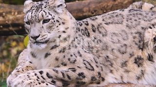 Close up from Snow Leopard