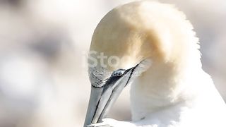 Gannet Bird