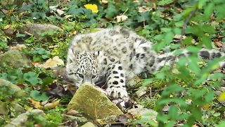Close up of a baby snow leopard eating