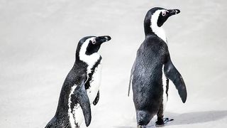 fakta tersembunyi pinguin